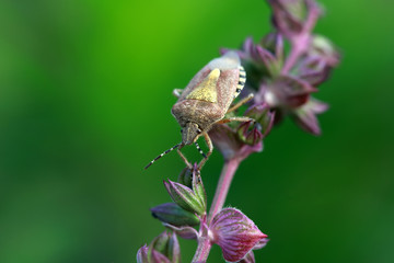Obraz premium Dolycoris baccarum
