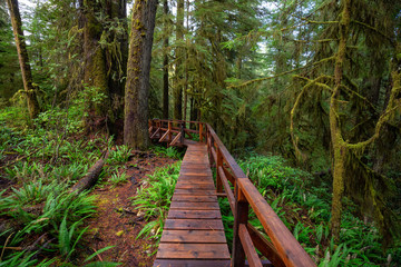 Fototapeta na wymiar Wooden path in a wild forest during a wet and rainy day. Taken in Rainforest Trail, near Tofino and Ucluelet, Vancouver Island, BC, Canada.