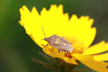 Dolycoris baccarum