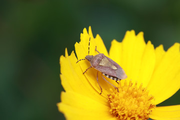 Dolycoris baccarum