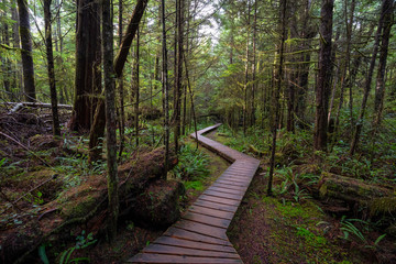 Obraz premium Wooden path in a wild forest during a wet and rainy day. Taken in Rainforest Trail, near Tofino and Ucluelet, Vancouver Island, BC, Canada.