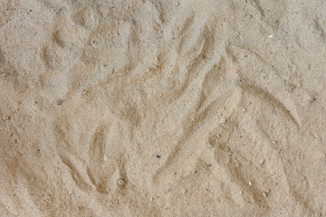 Beach sand texture background closeup