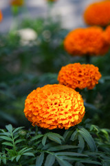 Fresh Marigold orange flower (Tagetes erecta, Mexican, Aztec or African marigold) in the garden