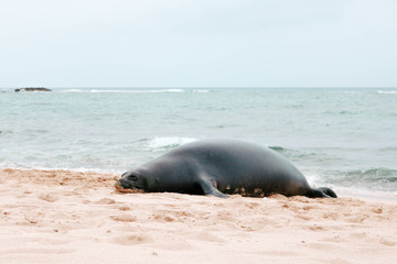 Sleeping Monk Seal