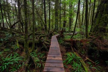 Obraz premium Wooden path in a wild forest during a wet and rainy day. Taken in Rainforest Trail, near Tofino and Ucluelet, Vancouver Island, BC, Canada.
