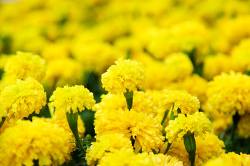 Fresh Marigold yellow flower (Tagetes erecta, Mexican, Aztec or African marigold) in the garden
