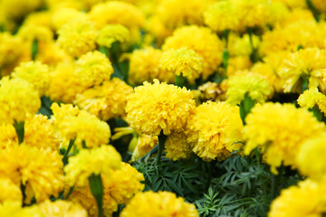 Fresh Marigold yellow flower (Tagetes erecta, Mexican, Aztec or African marigold) in the garden