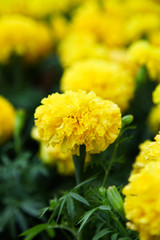 Fresh Marigold yellow flower (Tagetes erecta, Mexican, Aztec or African marigold) in the garden