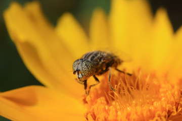 Syrphidae on plant in the wild