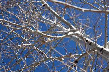 White-barked Aspen tree against deep blue winter sky