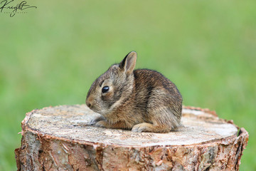 Baby Bunny on Tree Stump