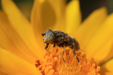 Syrphidae on plant in the wild