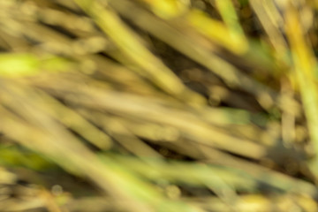 bokeh. glare. background. blur.abstraction.
