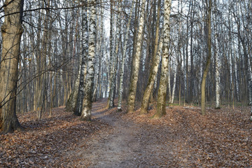 Fototapeta premium Empty city park in the morning on a frosty day in late autumn