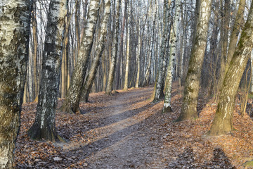 Empty city park in the morning on a frosty day in late autumn