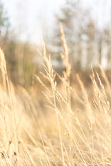 fantasy blurred background. sun glare on the grass