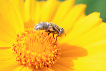 Syrphidae on plant in the wild