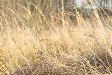 Fototapeta premium fantasy blurred background. sun glare on the grass