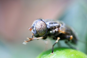 Syrphidae on plant in the wild