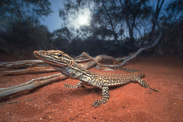 Sand monitor lizard (Varanus gouldii) at dawn in mallee habitat
