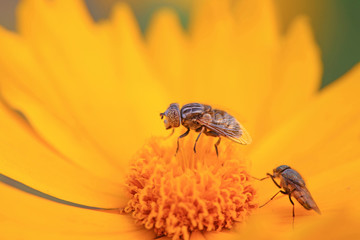 Syrphidae on plant in the wild