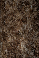 cut of rotten tree. Brown rotten fiber wood texture.