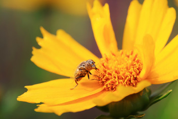 Syrphidae on plant in the wild