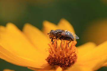 Syrphidae on plant in the wild