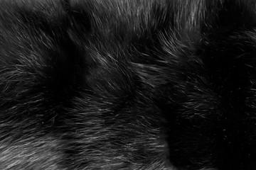 Black natural wool texture background. real seamless grey fur. soft plush