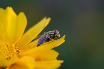 Syrphidae on plant in the wild