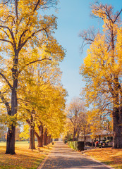 Fitzroy gardens at autumn seasons