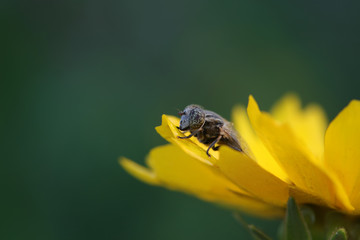 Syrphidae on plant in the wild