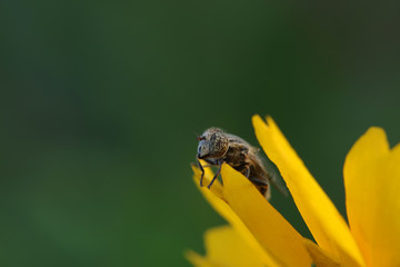 Syrphidae on plant in the wild