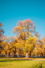 Naklejka premium Huge yellow ginkgo tree in autumn at the park. 