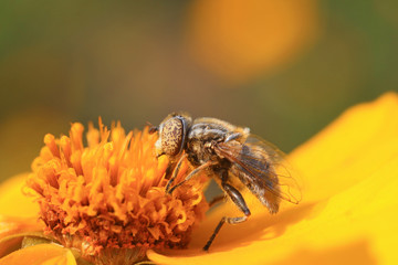 Syrphidae on plant in the wild