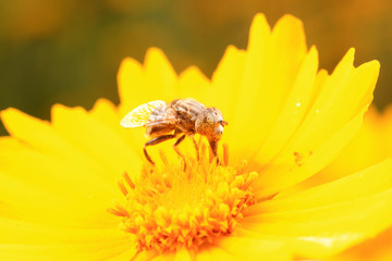 Syrphidae on plant in the wild