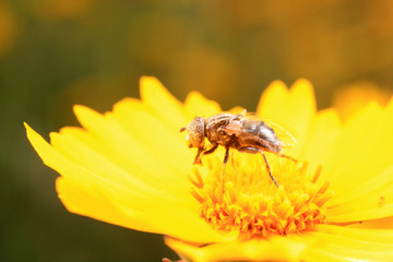 Syrphidae on plant in the wild