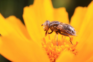 Syrphidae on plant in the wild