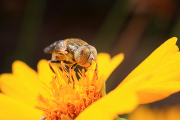 Syrphidae on plant in the wild