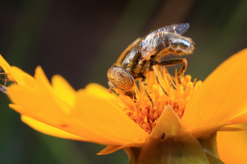 Syrphidae on plant in the wild