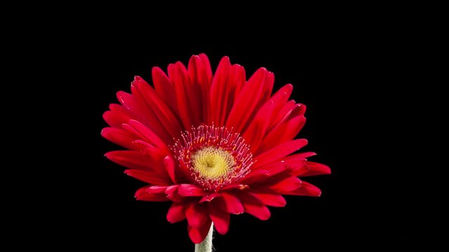 Beautiful time lapse of a daisy flower opening up.