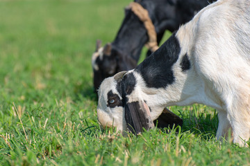 Goat couple grazing in the field 