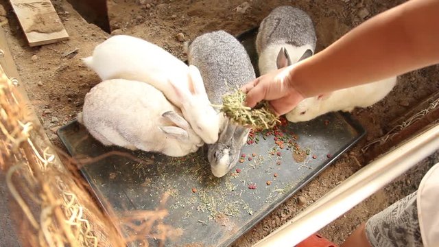 Rabbits cute are eating carrot and food for rabbits from tray.
