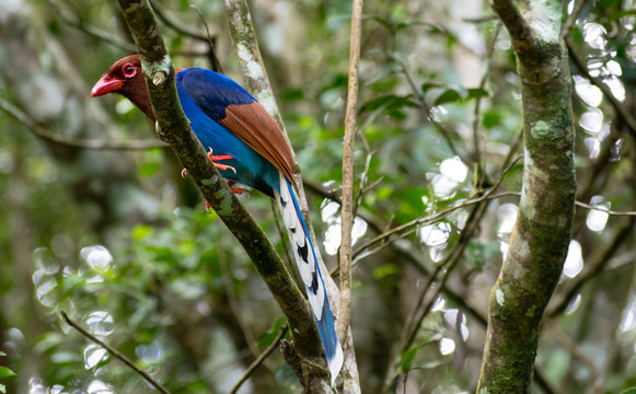 Sri Lankan blue magpie perched on tree at Sinharaja rain forest