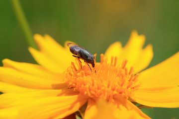 Fly insects