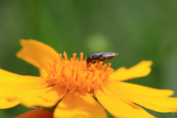 Fly insects