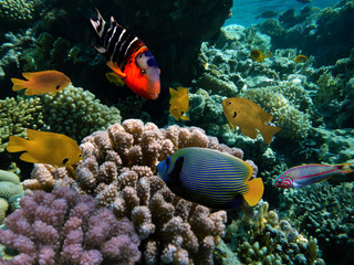 Fototapeta na wymiar Red Sea coral reef with hard coral and Emperor Angelfish