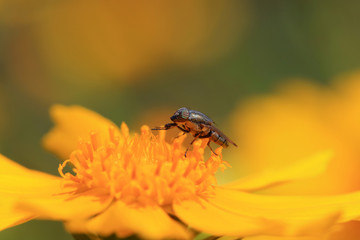 Fly insects