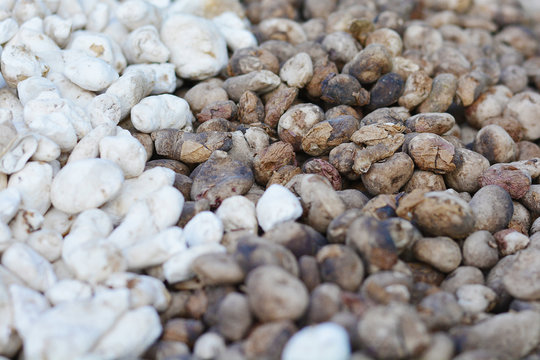 Traditional andean dehydrated potato.