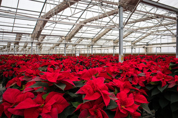 Poinsettia Flower Farm in California